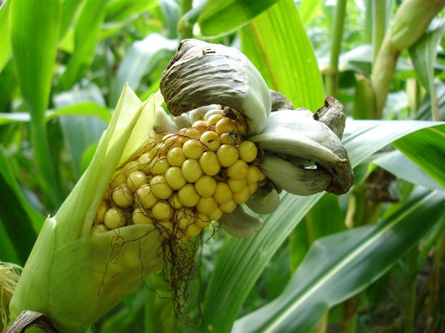 Представитель Класса Ustilaginomycetes